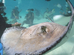 Comin' at ya.......Stingray City 2007   DC500 by Tanya Goni 